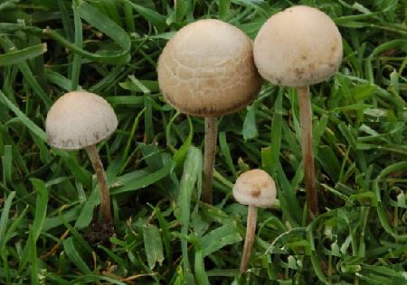 Panaeolus campanulatus